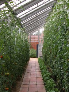 Organic Kitchen Garden