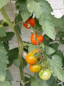 Organic Kitchen Garden