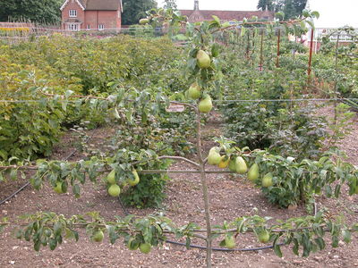  Pear Dr Jules Guyot