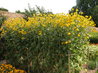 Rudbeckia 'Herbstonne'