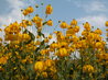 Rudbeckia 'Herbstonne'