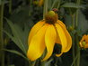 Rudbeckia 'Herbstonne'