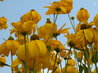 Rudbeckia 'Herbstonne'