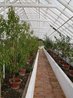 Organic Kitchen Garden