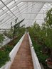 Organic Kitchen Garden