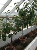 Organic Kitchen Garden