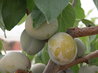 Organic Kitchen Garden