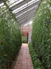 Organic Kitchen Garden