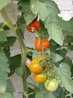 Organic Kitchen Garden