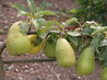  Pear Dr Jules Guyot