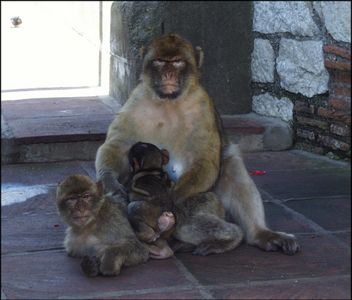 Barbary Apes
