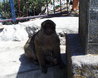 Barbary Apes