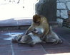 Barbary Apes