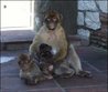 Barbary Apes