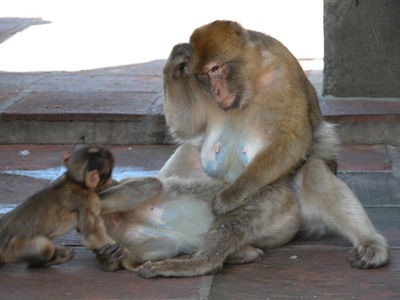 Barbary Apes