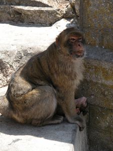 Barbary Apes