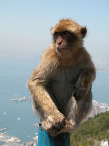 Barbary Apes