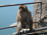 Barbary Apes