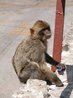 Barbary Apes