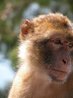 Barbary Apes
