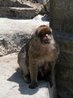 Barbary Apes