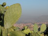Cacti on the hills above Granada