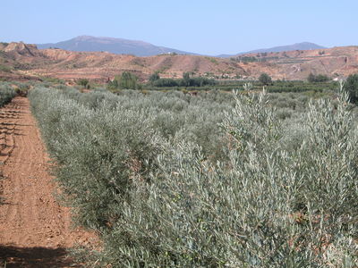 Olive Trees