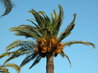Palmfruits