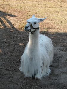 Lama glama