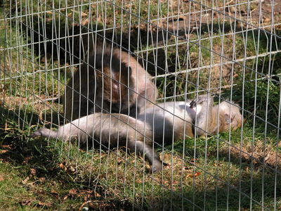 Crab-Eating Macaque
