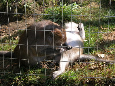 Macaca fascicularis