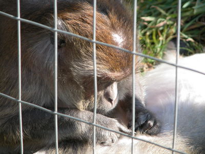 Macaca fascicularis