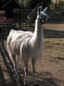 Lama glama