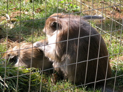 Macaca fascicularis