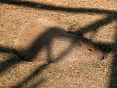 Capybara
