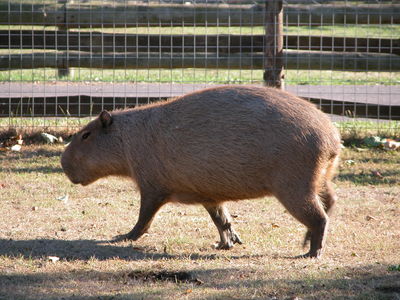 The Largest Living Rodent