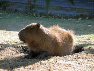 Hydrochoerus hydrochaeris