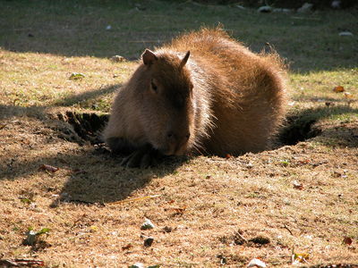 Hydrochoerus hydrochaeris