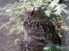Bubo bubo