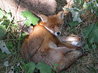 Red Fox