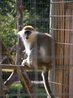 Vervet Monkey