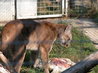 Mountain Lion