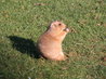 Black-Tailed Prairie Dog