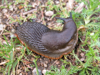European Black Slug