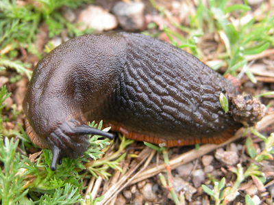 European Black Slug