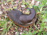 European Black Slug