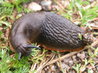 European Black Slug