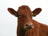 Cows