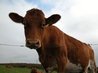 Cows