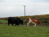 Cows